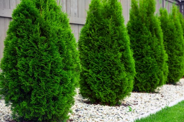 Arborvitae Planting in South Jordan