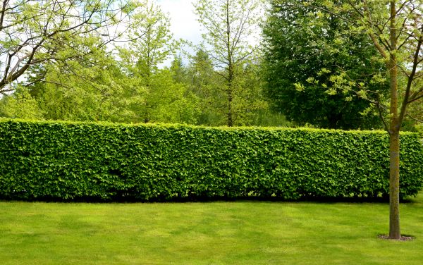 Hedge Planting in South Jordan