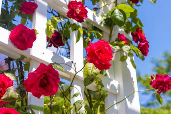 Home Gardening Service in South Jordan