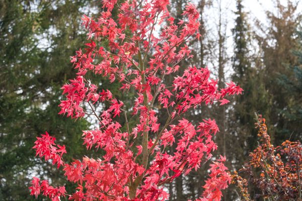 Japanese Maple Planting in South Jordan