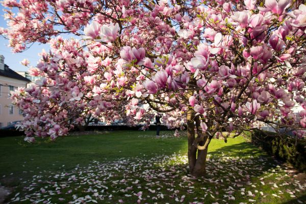Magnolia Tree Planting in South Jordan