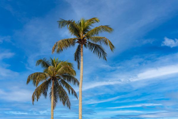 Palm Tree Planting in South Jordan