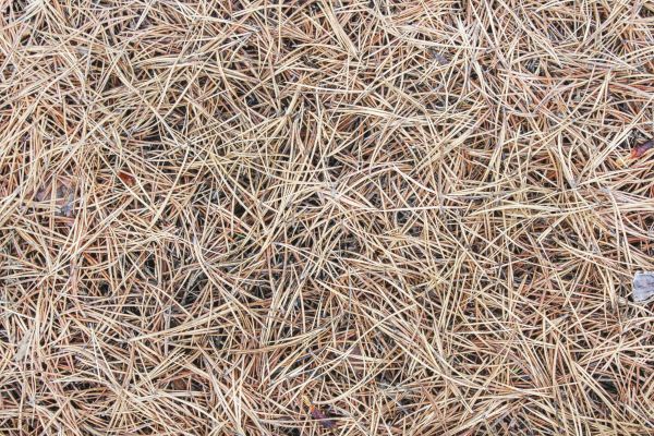 Pine Straw Installation Service