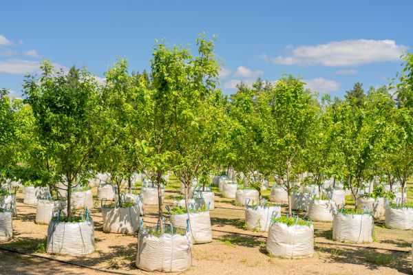 Tree Planting Service in South Jordan
