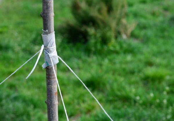 Tree Staking Service in South Jordan