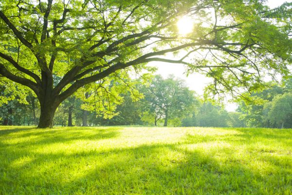 Green Space Management