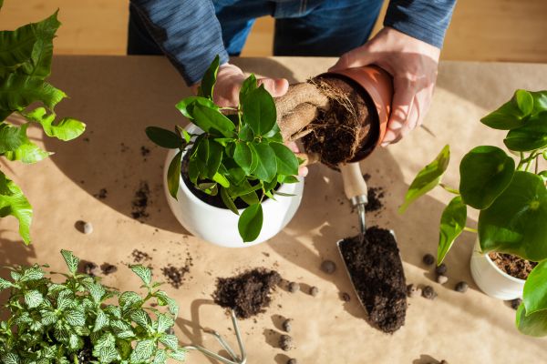 Plant Maintenance Service