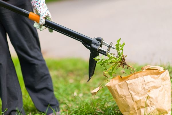 Weed Elimination