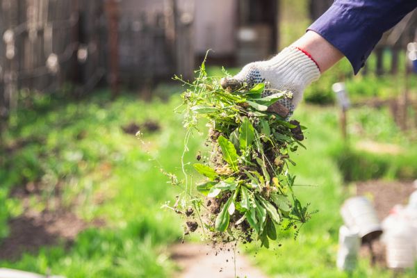 Garden Bed Weeding