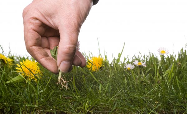 Lawn Weeding in South Jordan