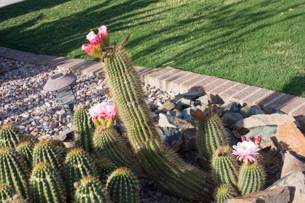Desert Landscaping in South Jordan