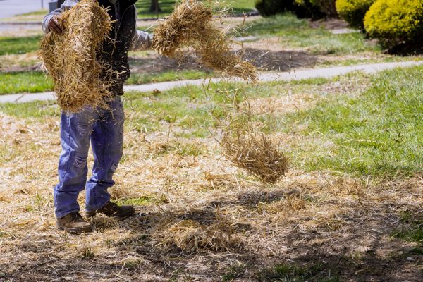 Pine Straw Laying