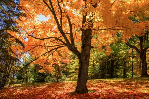 Maple Tree Planting