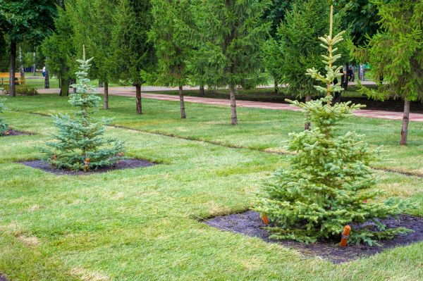 Privacy Trees Planting Service