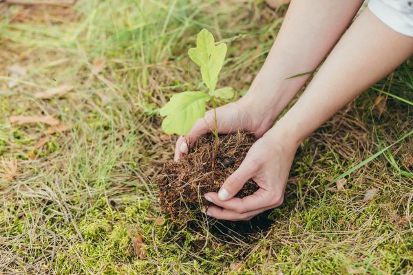 Oak Tree Planting in South Jordan