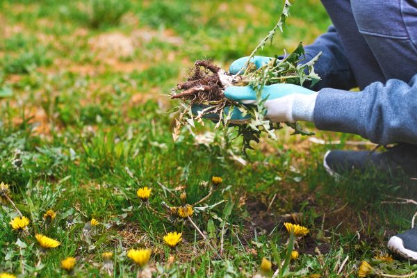 Flower Bed Clearing in South Jordan