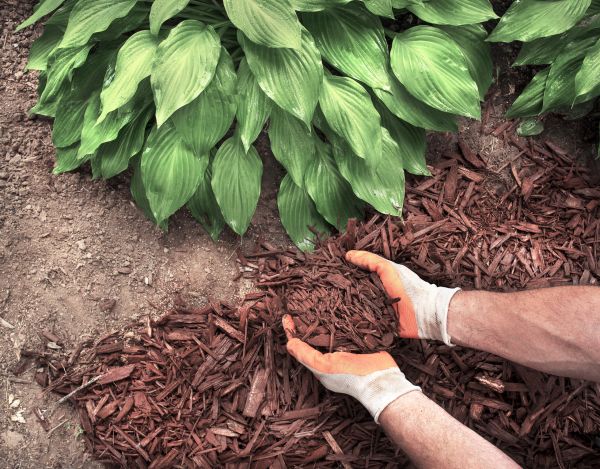 Bark Spreading in South Jordan