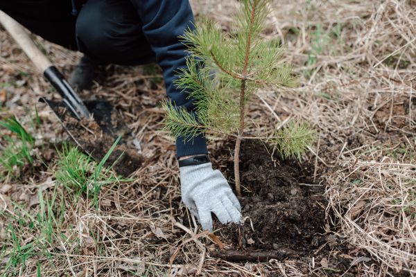 Pine Tree Planting in South Jordan