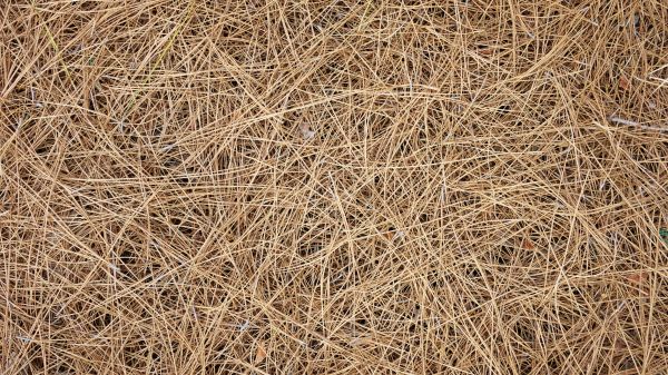Pine Straw Application