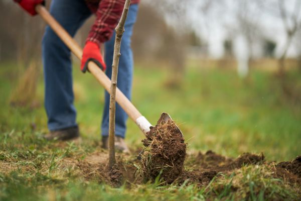 Trees Planting in South Jordan