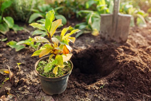 Magnolia Planting