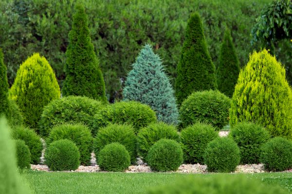 Shrub Gardening