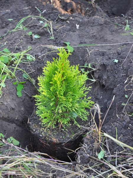 Arborvitae Tree Planting