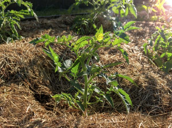 Pine Straw Mulching