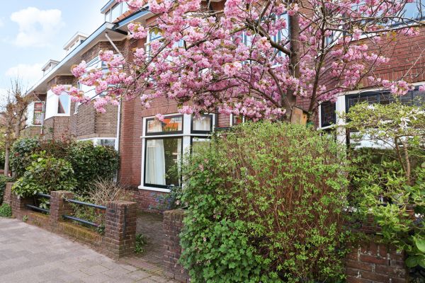 Cherry Blossom Tree Planting