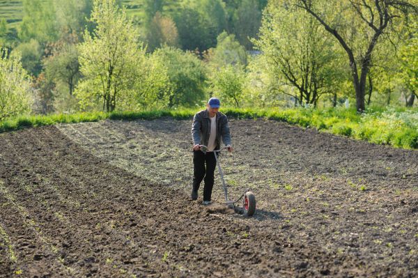 Plant Bed Weeding Service