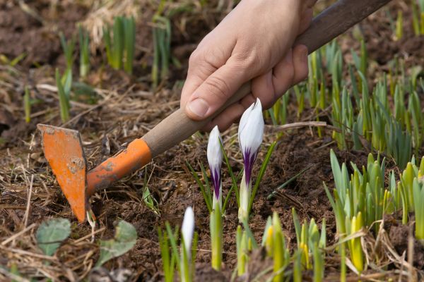 Flower Garden Weeding in South Jordan