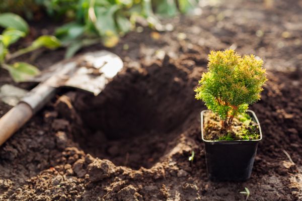 Arborvitae Transplanting