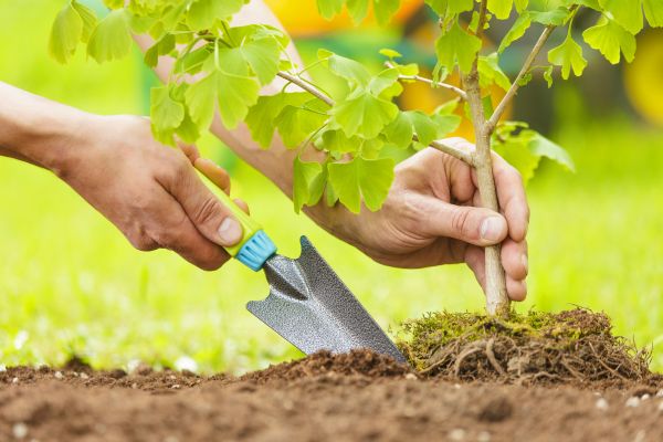 Fruit Tree Planting in South Jordan