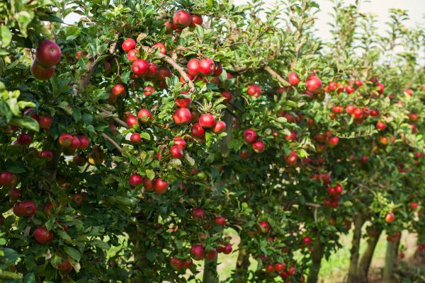Tree Fruit Planting