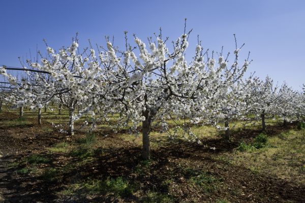 Orchard Planting in South Jordan