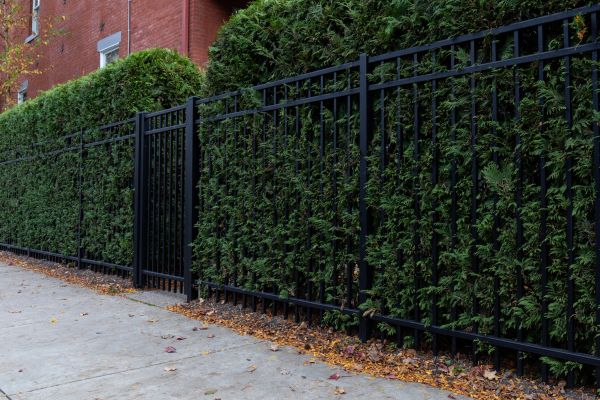 Privacy Hedge Installation Service
