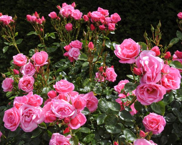 Rose Cultivation