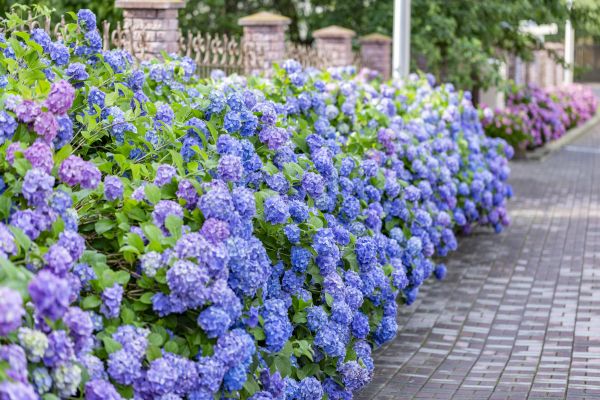 Hydrangea Landscaping in South Jordan