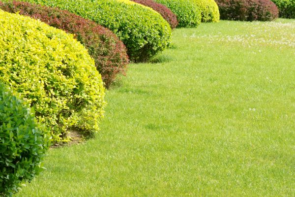 Shrubbery Planting in South Jordan