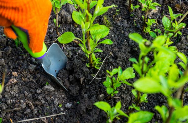 Hydrangea Planting in South Jordan