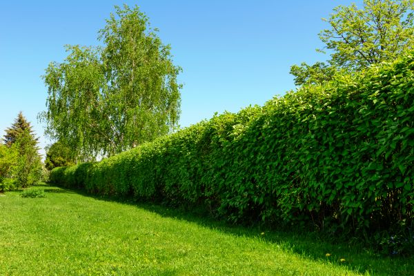 Hedge Replacement in South Jordan