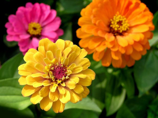 Zinnia Planting in South Jordan