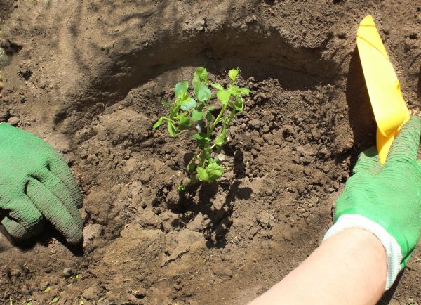 Rose Bush Planting in South Jordan