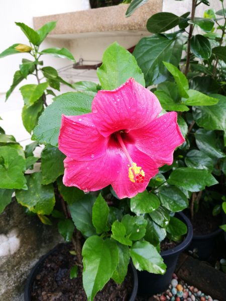 Hibiscus Planting in South Jordan
