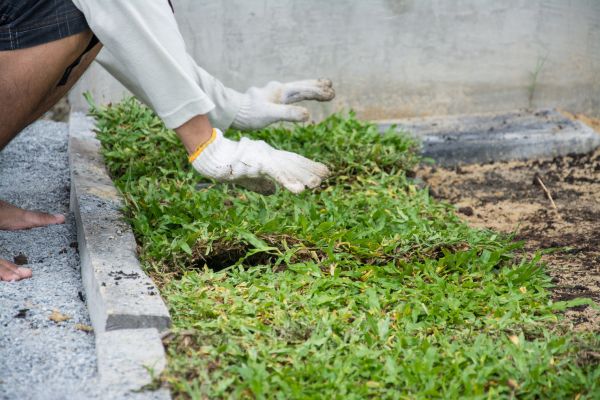 Ground Cover Planting in South Jordan