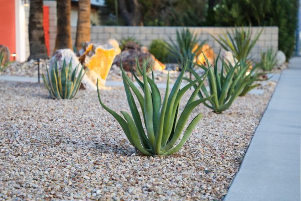 Drought Resistant Landscaping in South Jordan