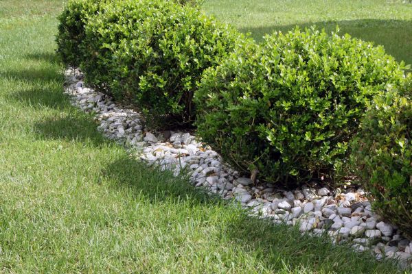 Boxwood Planting in South Jordan