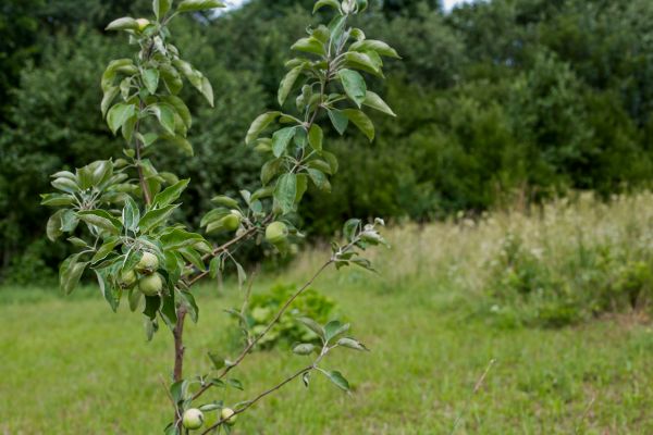 Apple Tree Planting in South Jordan