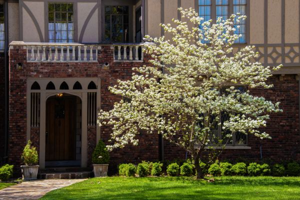 Dogwood Tree Planting in South Jordan