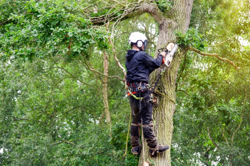 Tree Arborist Service